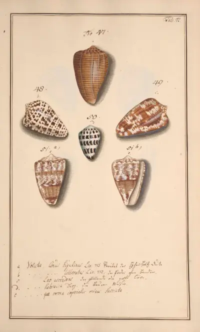 Conchylia picta ad naturam a pictore academico Pl.072 av Andreas Friedrich Happe