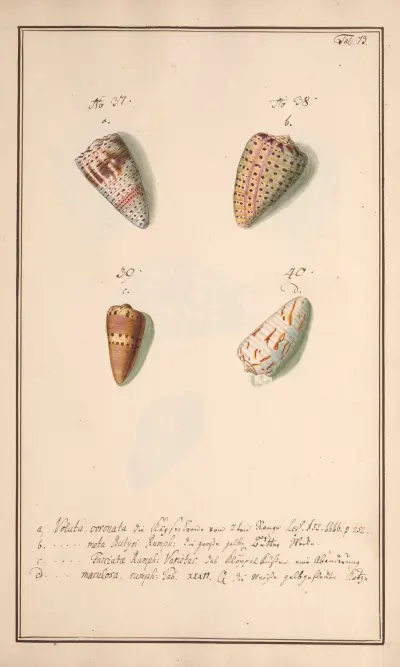 Conchylia picta ad naturam a pictore academico Pl.073 av Andreas Friedrich Happe