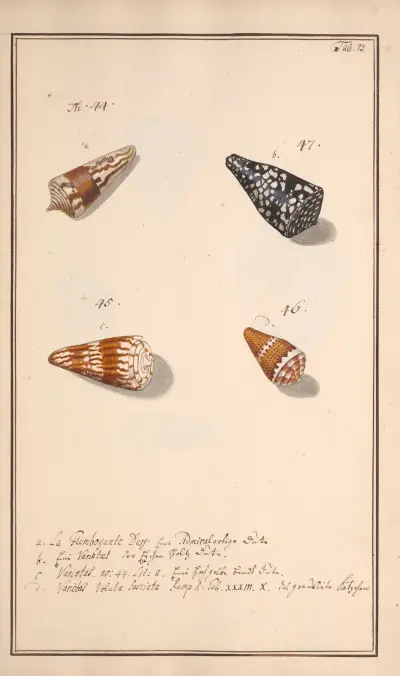 Conchylia picta ad naturam a pictore academico Pl.075 av Andreas Friedrich Happe