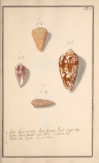 Conchylia picta ad naturam a pictore academico Pl.076 av Andreas Friedrich Happe