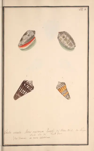 Conchylia picta ad naturam a pictore academico Pl.078 av Andreas Friedrich Happe