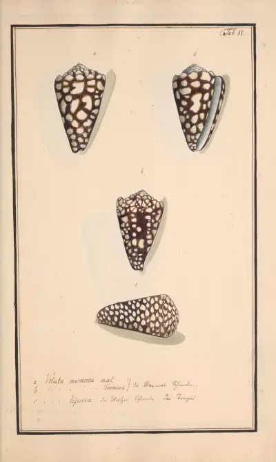 Conchylia picta ad naturam a pictore academico Pl.081 av Andreas Friedrich Happe