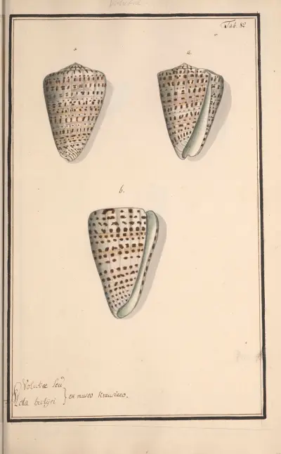 Conchylia picta ad naturam a pictore academico Pl.082 av Andreas Friedrich Happe