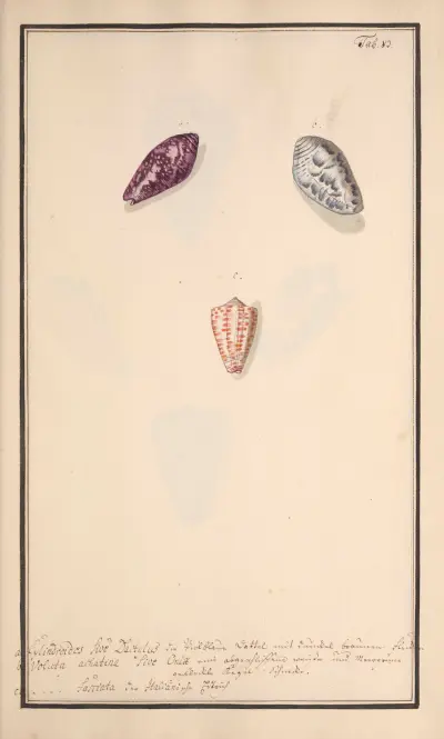 Conchylia picta ad naturam a pictore academico Pl.083 av Andreas Friedrich Happe