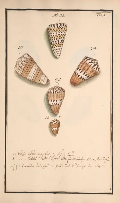 Conchylia picta ad naturam a pictore academico Pl.085 av Andreas Friedrich Happe