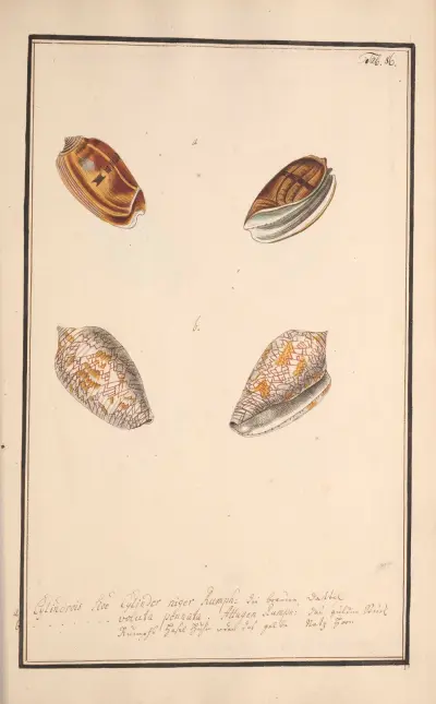 Conchylia picta ad naturam a pictore academico Pl.086 av Andreas Friedrich Happe