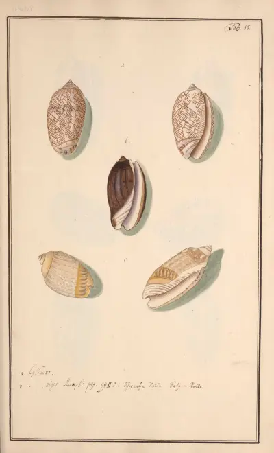 Conchylia picta ad naturam a pictore academico Pl.088 av Andreas Friedrich Happe