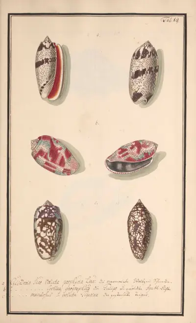Conchylia picta ad naturam a pictore academico Pl.089 av Andreas Friedrich Happe