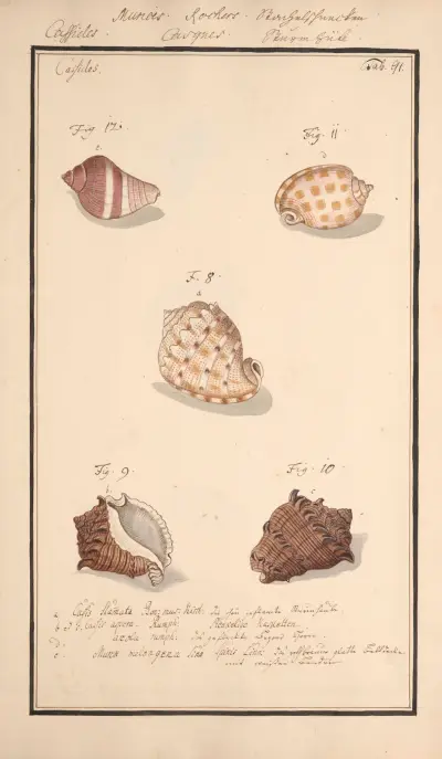 Conchylia picta ad naturam a pictore academico Pl.091 av Andreas Friedrich Happe