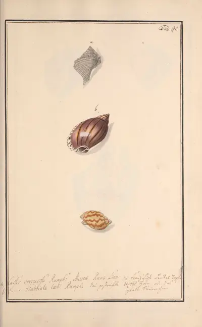 Conchylia picta ad naturam a pictore academico Pl.092 av Andreas Friedrich Happe