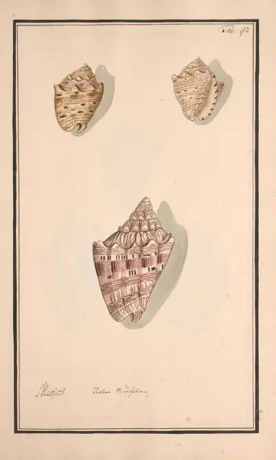 Målade snäckor efter naturen Pl.093 av Andreas Friedrich Happe