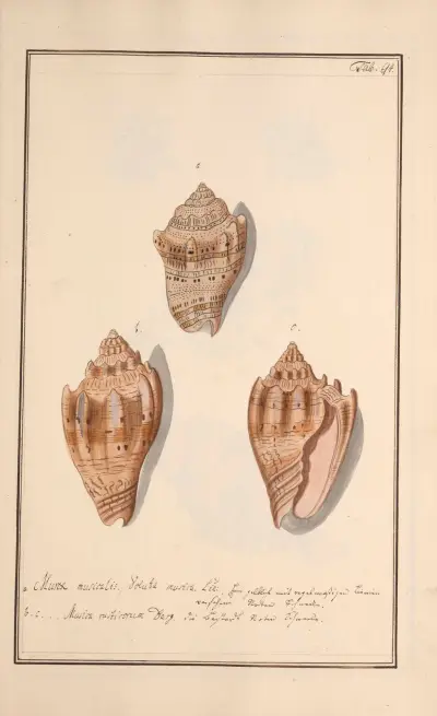 Conchylia picta ad naturam a pictore academico Pl.094 av Andreas Friedrich Happe