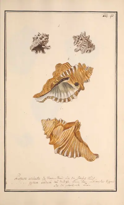 Conchylia picta ad naturam a pictore academico Pl.095 av Andreas Friedrich Happe