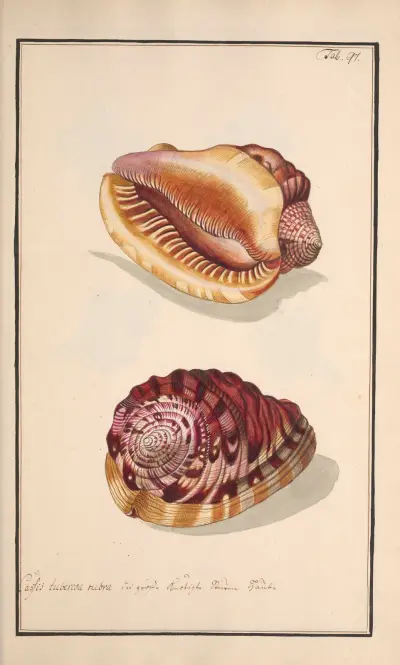 Conchylia picta ad naturam a pictore academico Pl.097 av Andreas Friedrich Happe