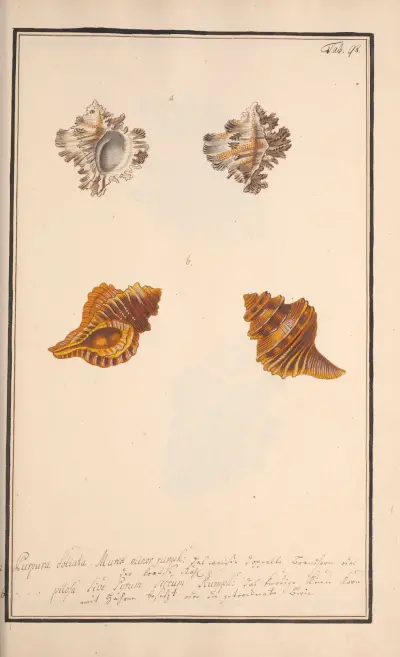 Conchylia picta ad naturam a pictore academico Pl.098 av Andreas Friedrich Happe