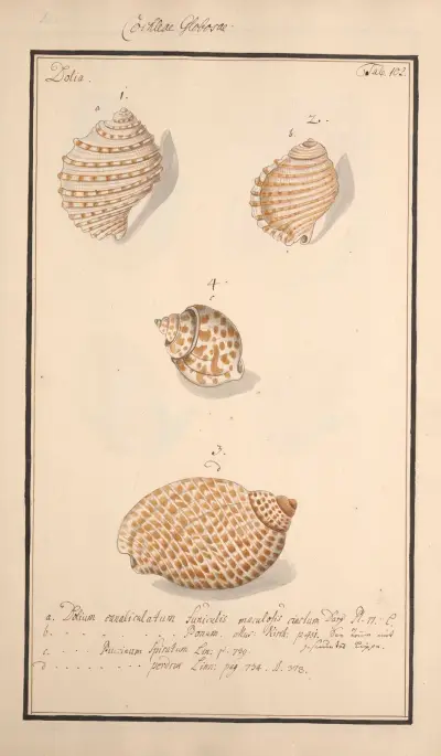 Conchylia picta ad naturam a pictore academico Pl.102 av Andreas Friedrich Happe