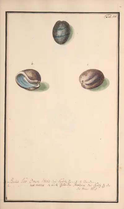 Conchylia picta ad naturam a pictore academico Pl.104 av Andreas Friedrich Happe