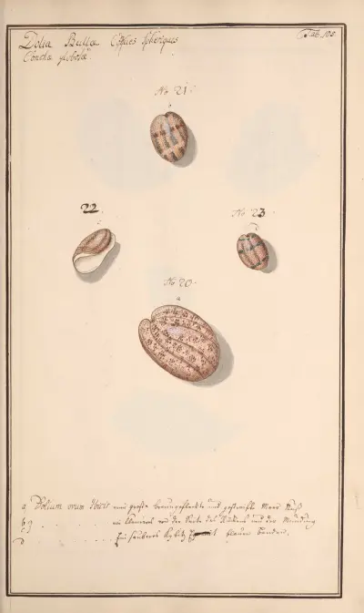 Conchylia picta ad naturam a pictore academico Pl.105 av Andreas Friedrich Happe