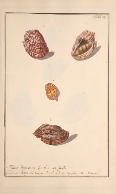 Conchylia picta ad naturam a pictore academico Pl.106 av Andreas Friedrich Happe