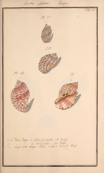 Conchylia picta ad naturam a pictore academico Pl.107 av Andreas Friedrich Happe