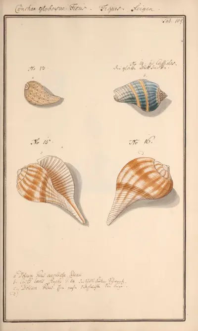 Conchylia picta ad naturam a pictore academico Pl.109 av Andreas Friedrich Happe
