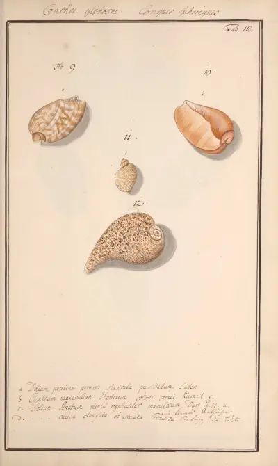 Conchylia picta ad naturam a pictore academico Pl.110 av Andreas Friedrich Happe