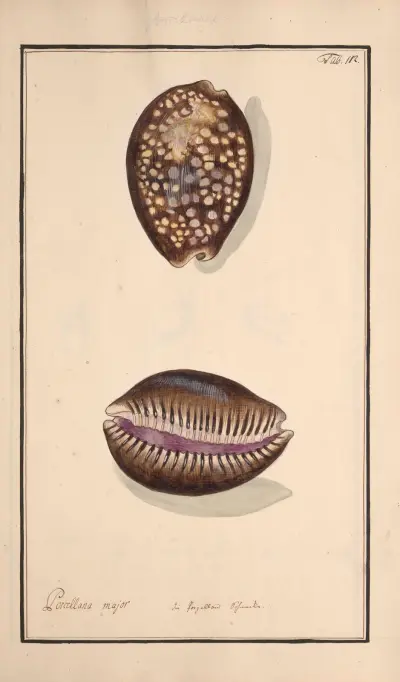 Conchylia picta ad naturam a pictore academico Pl.112 av Andreas Friedrich Happe