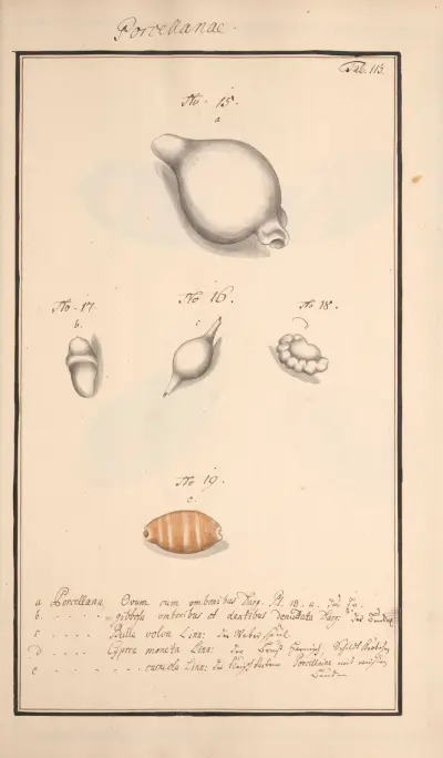 Conchylia picta ad naturam a pictore academico Pl.113 av Andreas Friedrich Happe