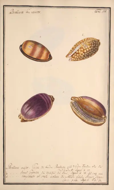 Conchylia picta ad naturam a pictore academico Pl.114 av Andreas Friedrich Happe