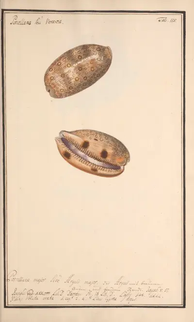 Conchylia picta ad naturam a pictore academico Pl.115 av Andreas Friedrich Happe