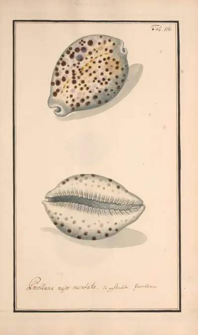 Conchylia picta ad naturam a pictore academico Pl.116 av Andreas Friedrich Happe