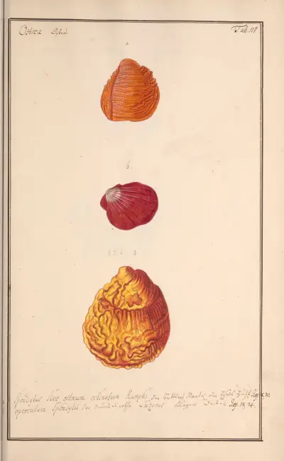 Conchylia picta ad naturam a pictore academico Pl.117 av Andreas Friedrich Happe