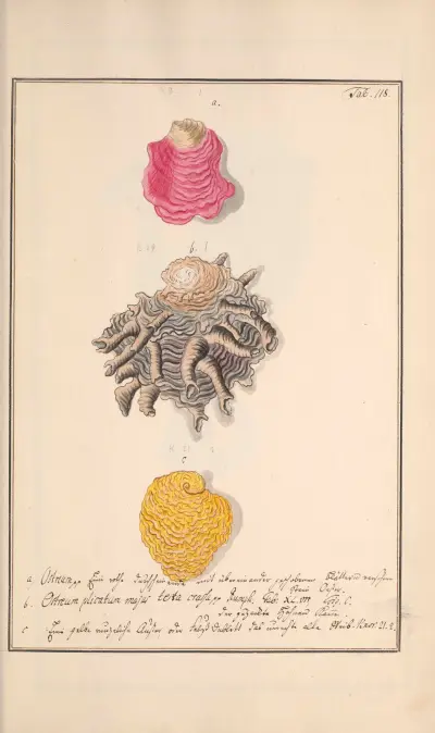 Conchylia picta ad naturam a pictore academico Pl.118 von Andreas Friedrich Happe