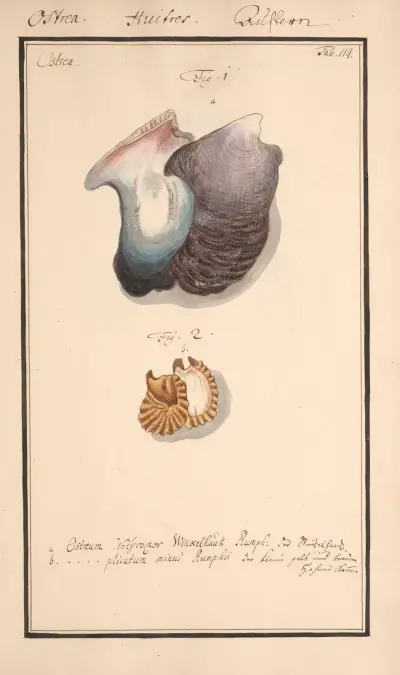 Conchylia picta ad naturam a pictore academico Pl.119 av Andreas Friedrich Happe