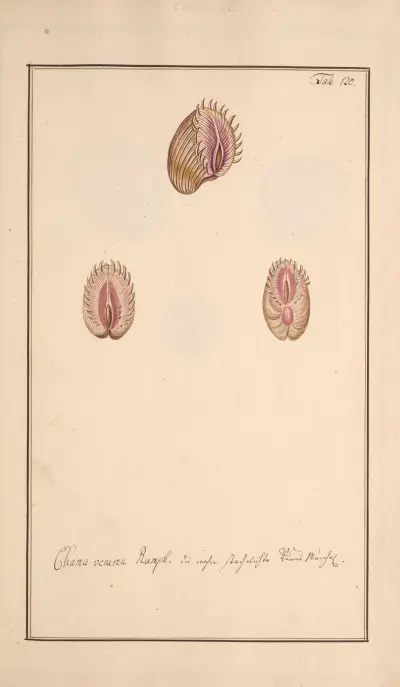 Conchylia picta ad naturam a pictore academico Pl. 120 (Muscheln nach der Natur abgebildet, Tafel 120) von Andreas Friedrich Happe