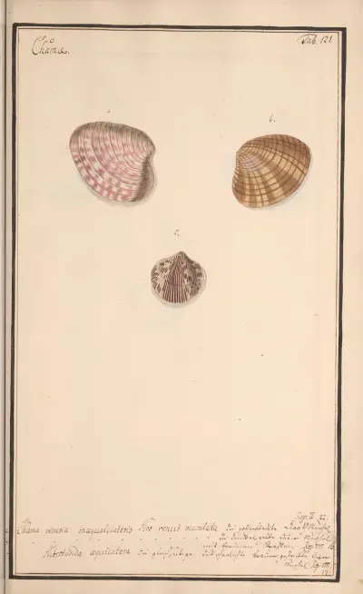 Conchylia picta ad naturam a pictore academico Pl.121 av Andreas Friedrich Happe