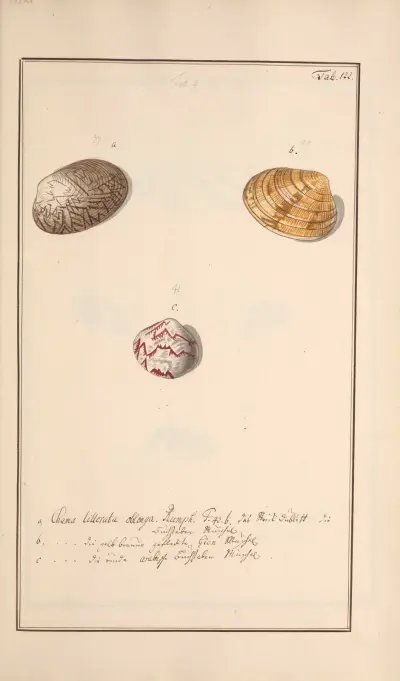 Conchylia picta ad naturam a pictore academico Pl.122 av Andreas Friedrich Happe