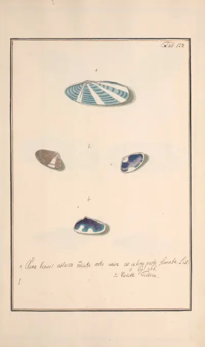 Conchylia picta ad naturam a pictore academico Pl.123 av Andreas Friedrich Happe