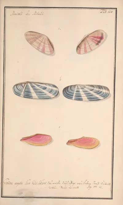 Conchylia picta ad naturam a pictore academico Pl.124 av Andreas Friedrich Happe