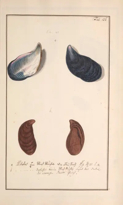 Conchylia picta ad naturam a pictore academico Pl.126 von Andreas Friedrich Happe