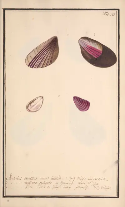 Conchylia picta ad naturam a pictore academico Pl.127 av Andreas Friedrich Happe