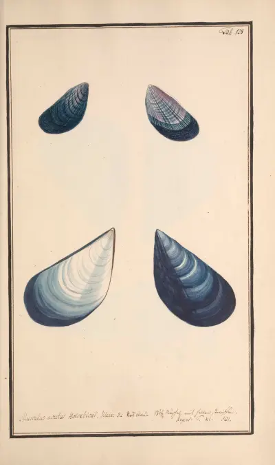 Conchylia picta ad naturam a pictore academico Pl.128 av Andreas Friedrich Happe