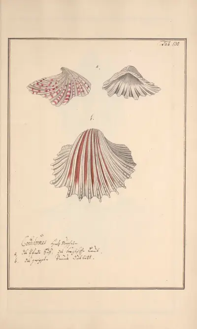 Conchylia picta ad naturam a pictore academico Pl.130 av Andreas Friedrich Happe