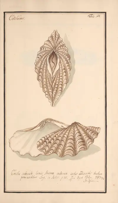 Conchylia picta ad naturam a pictore academico Pl.131 av Andreas Friedrich Happe