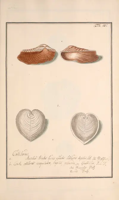 Conchylia picta ad naturam a pictore academico Pl.132 av Andreas Friedrich Happe