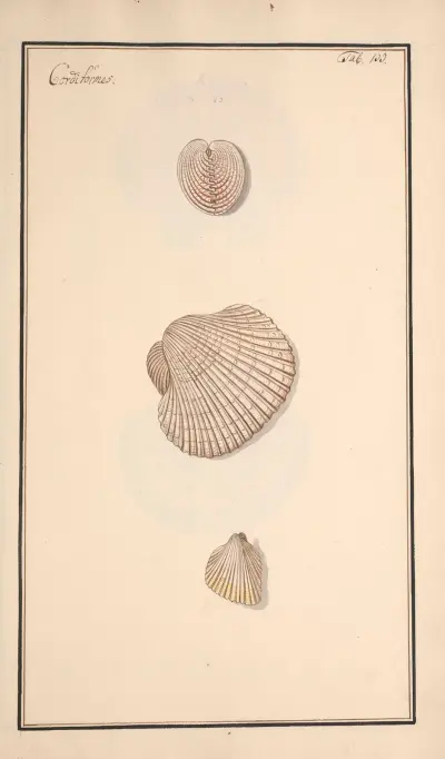 Conchylia picta ad naturam a pictore academico Pl.133 von Andreas Friedrich Happe