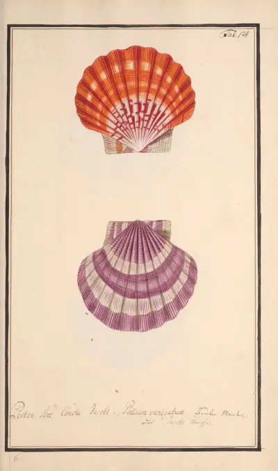 Conchylia picta ad naturam a pictore academico Pl.134 av Andreas Friedrich Happe