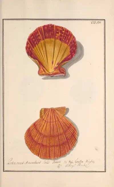 Conchylia picta ad naturam a pictore academico Pl.136 von Andreas Friedrich Happe