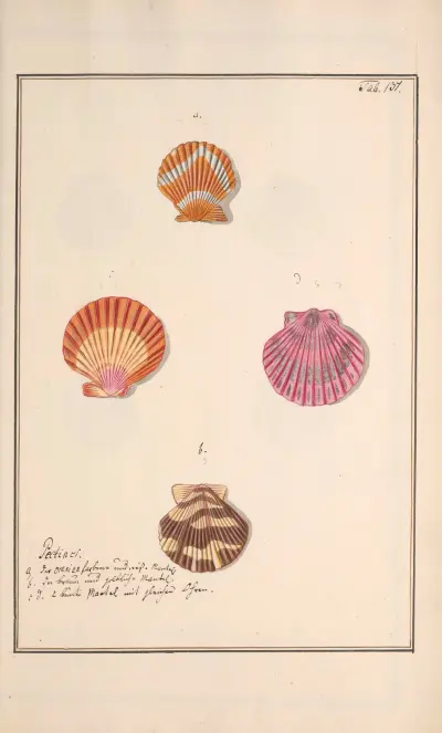 Conchylia picta ad naturam a pictore academico Pl.137 von Andreas Friedrich Happe