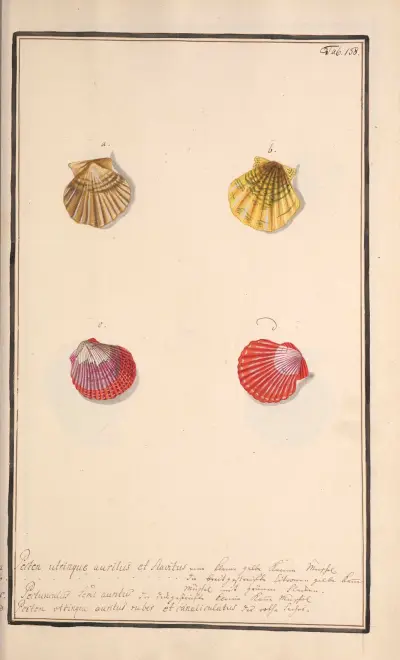 Conchylia picta ad naturam a pictore academico Pl.138 av Andreas Friedrich Happe